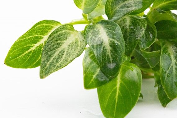 Dennerle Plants - Anubias barteri var. nana Stardust POT