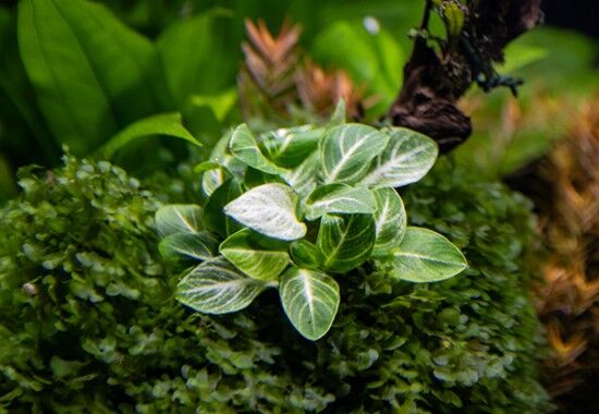 Dennerle Plants - Anubias barteri var. nana Stardust POT