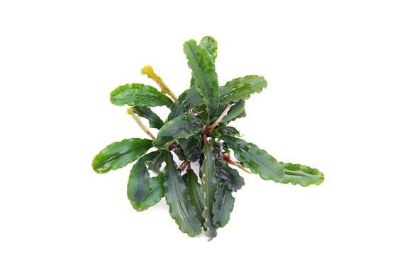 Dennerle Plants - Bucephalandra pygmae Bukit Kelam POT