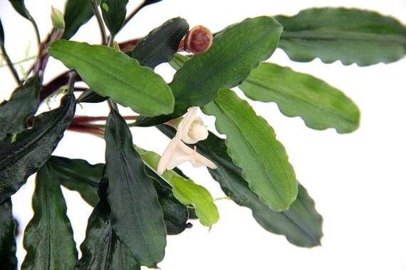 Dennerle Plants - Bucephalandra pygmae Bukit Kelam POT