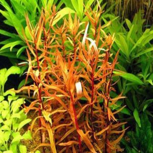 Ammannia senegalensis ADET