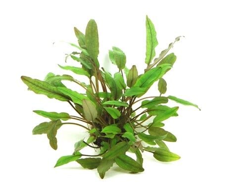 Dennerle Plants - Cryptocoryne beckettii POT