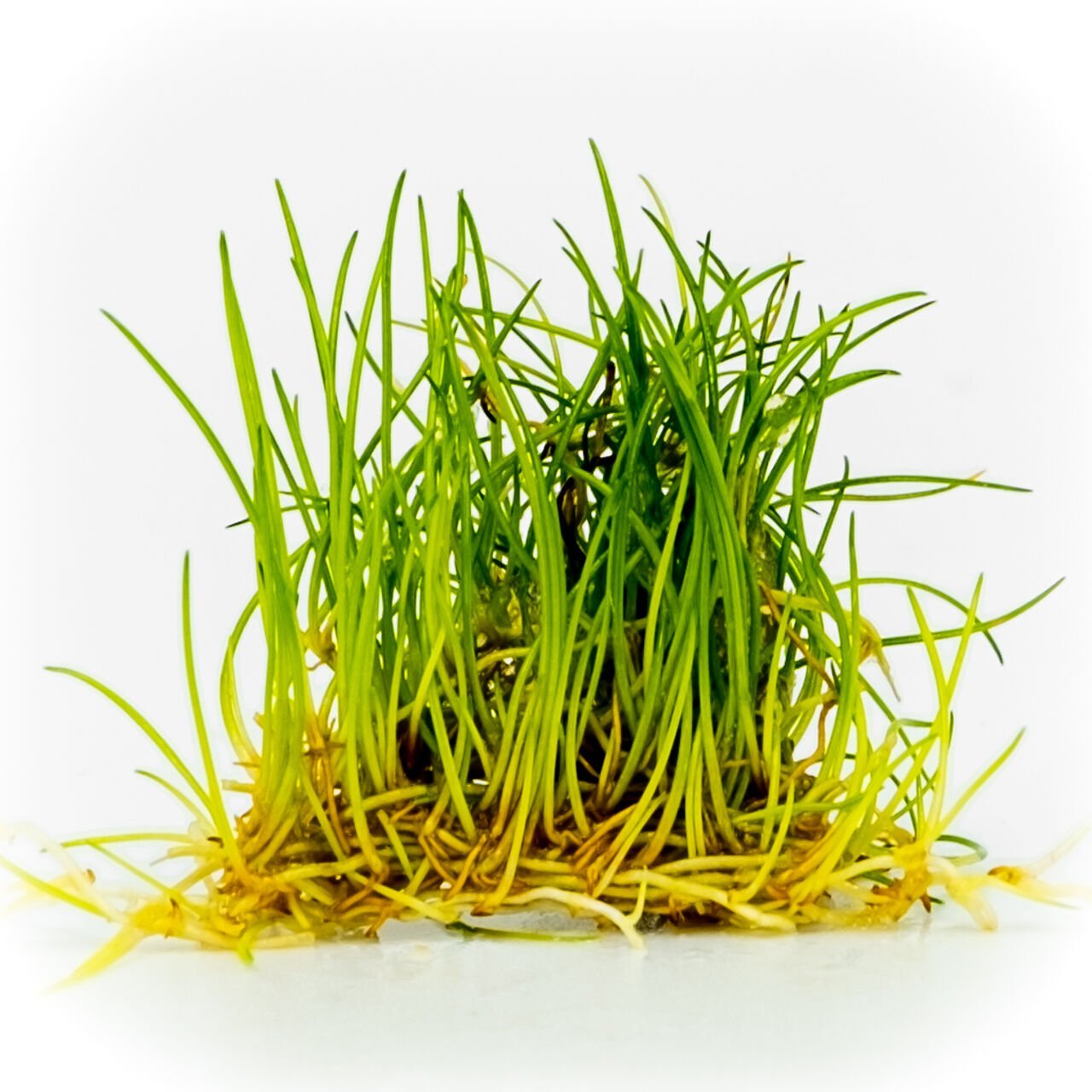 Eleocharis parvula mini EXVITRO