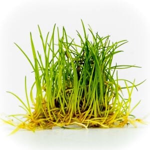 Eleocharis parvula mini EXVITRO