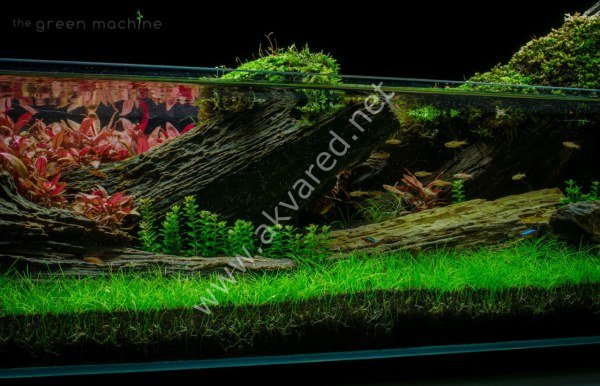 Eleocharis parvula mini EXVITRO