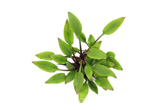 Dennerle Plants - Cryptocoryne Hobbit POT