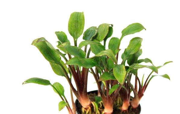 Dennerle Plants - Cryptocoryne Hobbit POT