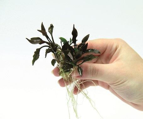 Dennerle Plants - Cryptocoryne Hobbit POT