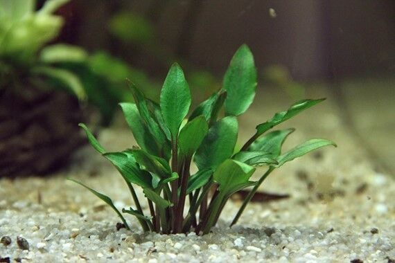Dennerle Plants - Cryptocoryne lutea Hobbit POT