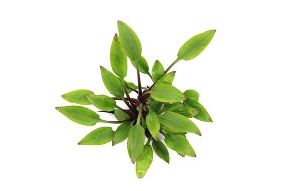 Dennerle Plants - Cryptocoryne Hobbit POT