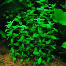 Bacopa madagascariensis IN VITRO JAR (KAVANOZ)