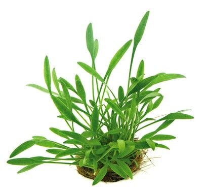 Dennerle Plants - Cryptocoryne parva POT