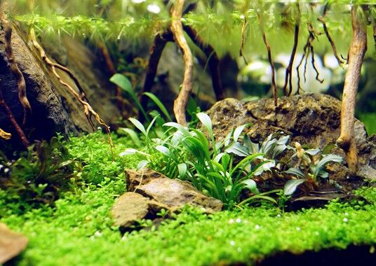 Dennerle Plants - Cryptocoryne parva POT