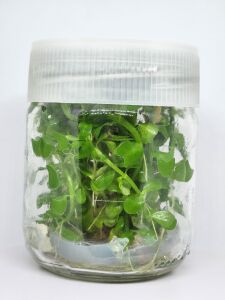 Bacopa madagascariensis IN VITRO JAR (KAVANOZ)