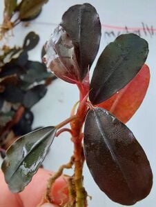 Bucephalandra metallic purple ADET İTHAL