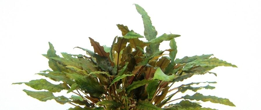 Dennerle Plants - Cryptocoryne wendtii Brown POT