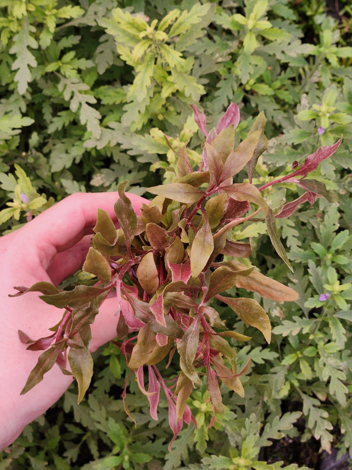 Alternanthera reineckii SAKSI