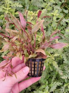 Alternanthera reineckii SAKSI