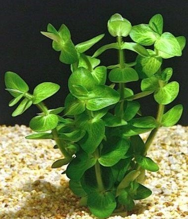 Bacopa lanigera İTHAL BUKET ÖN SİPARİŞ