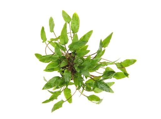 Dennerle Plants - Cryptocoryne wendtii Green POT