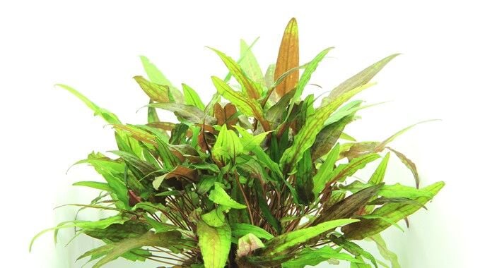 Dennerle Plants - Cryptocoryne wendtii Green POT