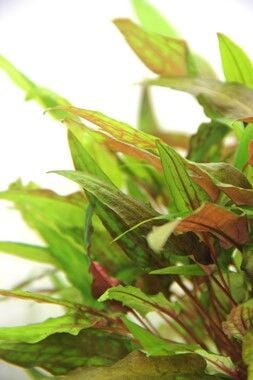 Dennerle Plants - Cryptocoryne wendtii Green POT