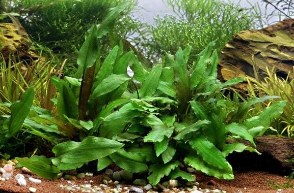 Dennerle Plants - Cryptocoryne wendtii Green POT