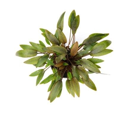 Dennerle Plants - Cryptocoryne wendtii Compact POT