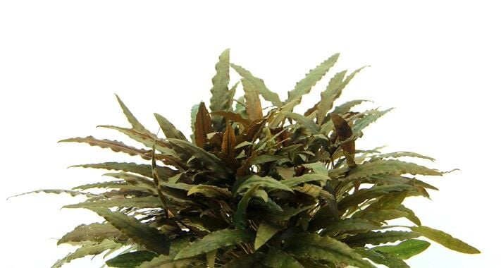 Dennerle Plants - Cryptocoryne wendtii Compact POT
