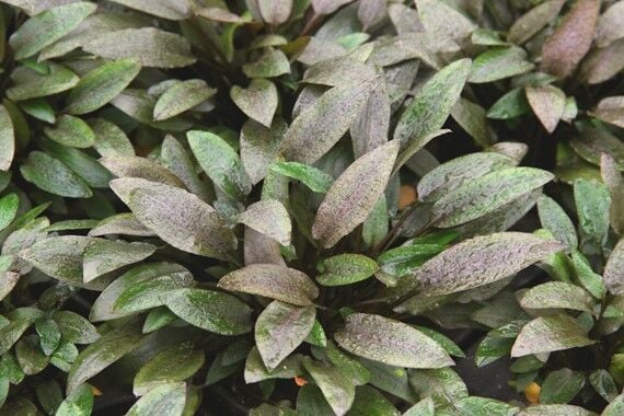 Dennerle Plants - Cryptocoryne wendtii Compact POT