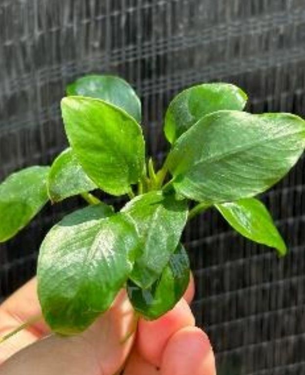 Anubias green panda ADET ÖN SİPARİŞ