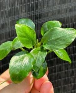 Anubias green panda ADET