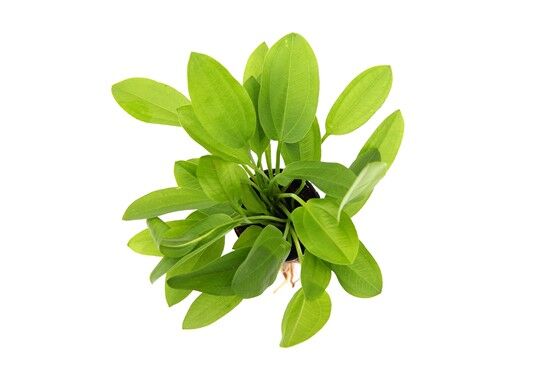 Dennerle Plants - Echinodorus cordifolius Mini POT