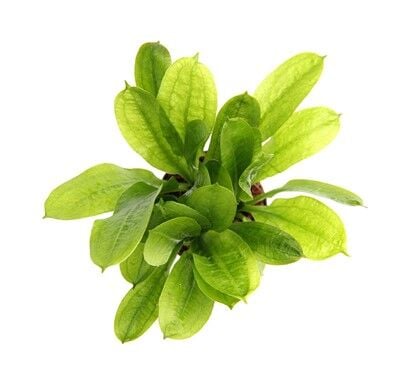 Dennerle Plants - Echinodorus grisebachii Tropica POT