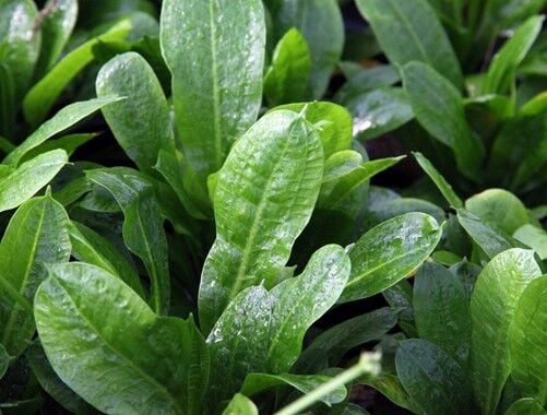 Dennerle Plants - Echinodorus grisebachii Tropica POT