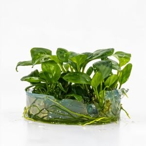 Anubias barteri broad leaf  IN VITRO JAR