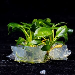 Anubias barteri broad leaf  IN VITRO JAR