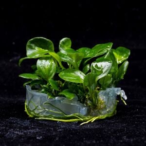 Anubias barteri broad leaf  IN VITRO JAR