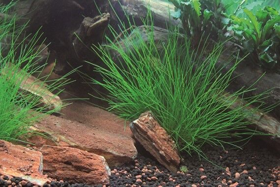 Dennerle Plants - Eleocharis acicularis POT