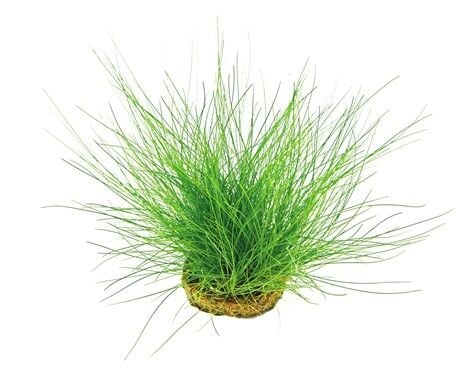 Dennerle Plants - Eleocharis acicularis POT