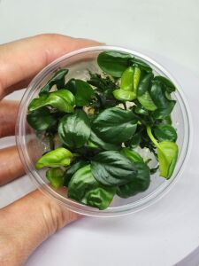 Anubias barteri broad leaf  IN VITRO JAR