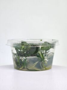 Anubias barteri broad leaf  IN VITRO JAR
