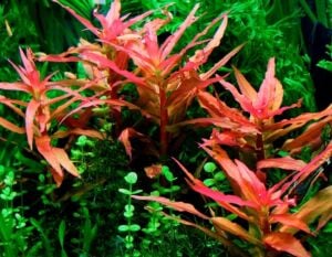Ammannia gracilis İTHAL BUKET ÖN SİPARİŞ