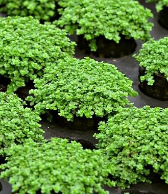 Dennerle Plants - Hemianthus callitrichoides Cuba POT