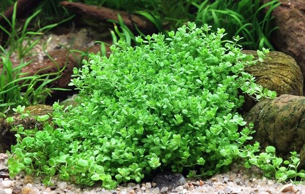 Dennerle Plants - Hemianthus callitrichoides Cuba POT
