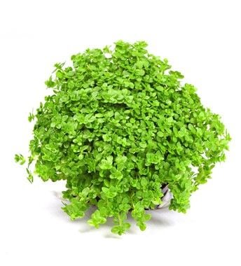 Dennerle Plants - Hemianthus callitrichoides Cuba POT