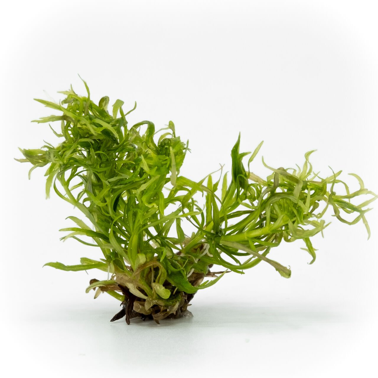 Eustralis stellata EXVITRO