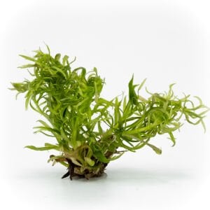 Eustralis stellata EXVITRO