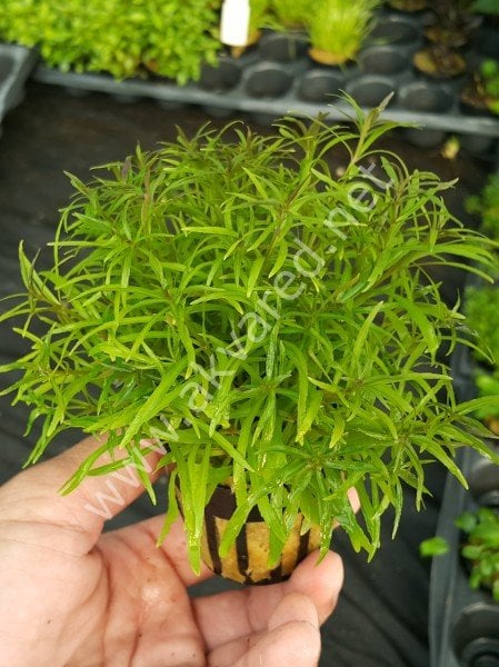 Eustralis stellata EXVITRO