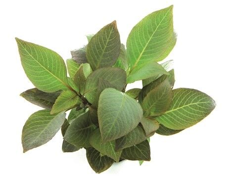 Dennerle Plants - Hygrophila corymbosa Compact POT